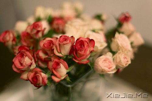 жԓж(jin)(qing) (4)