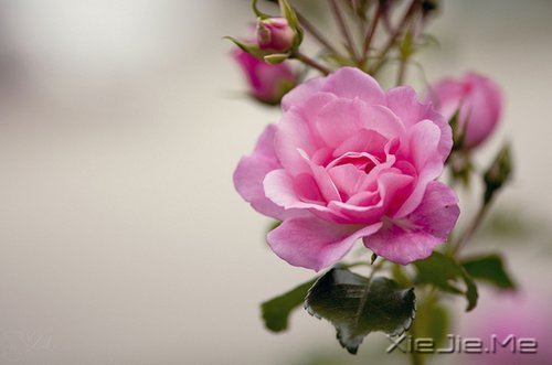 ·^ഺһӛR\һ݅ (5)