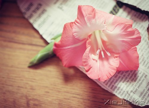 簲Z\\ (6)