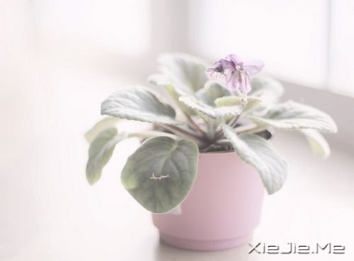 簲Z@ֻһ(g) (1)