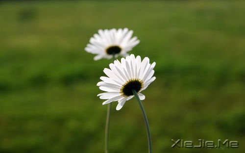 簲ZL (2)