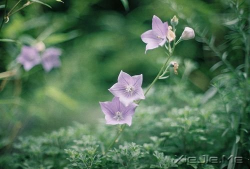 簲ZɹٶһҪ^ĸȥٶ (7)