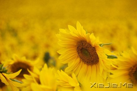 (jng)Z䛣磬(g) (7)